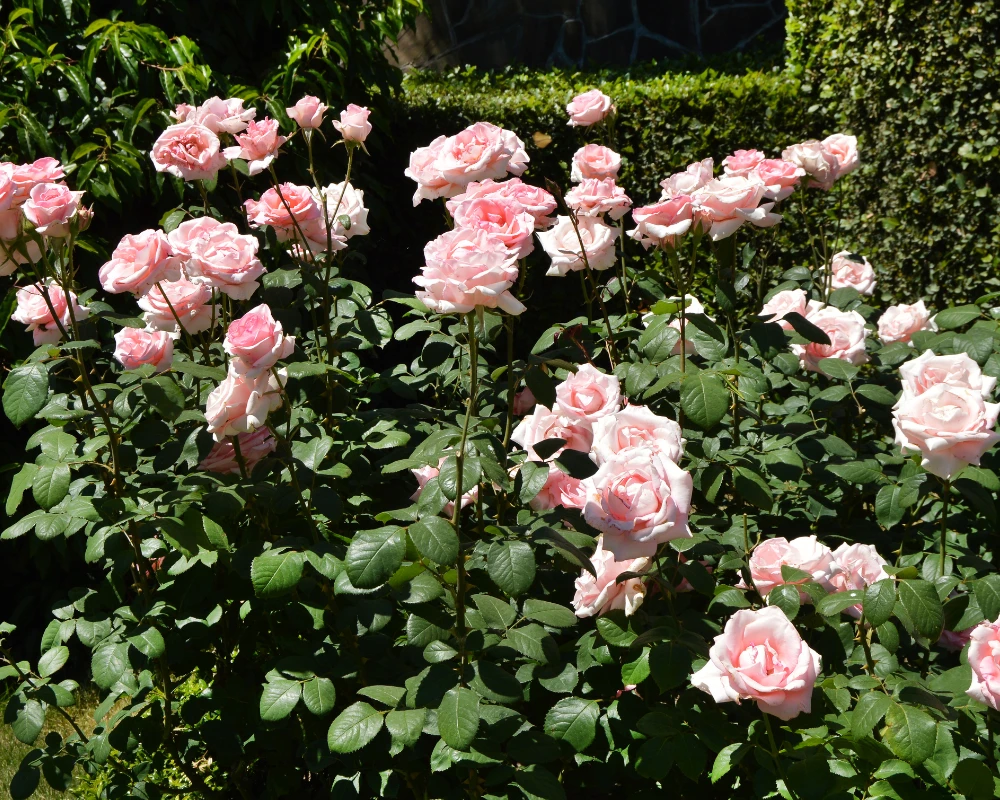 rose garden munnar