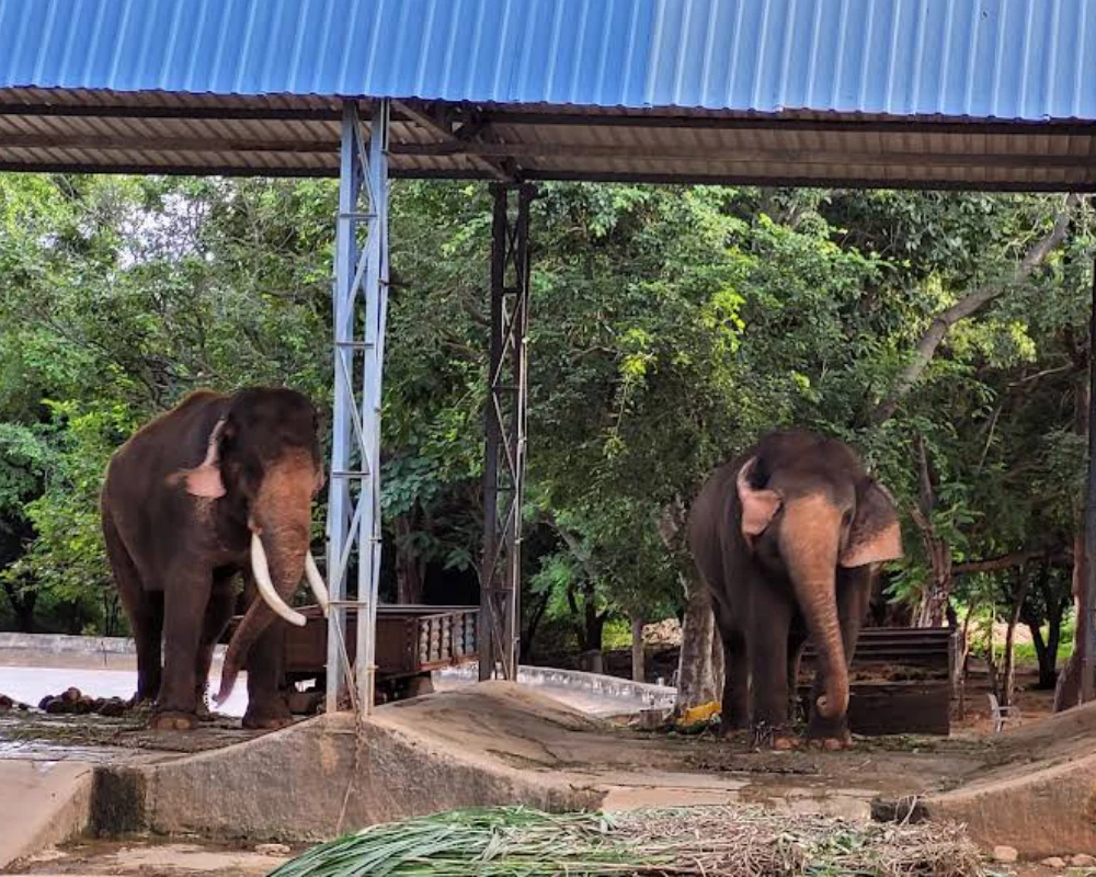 sri venkateshwara zoological park