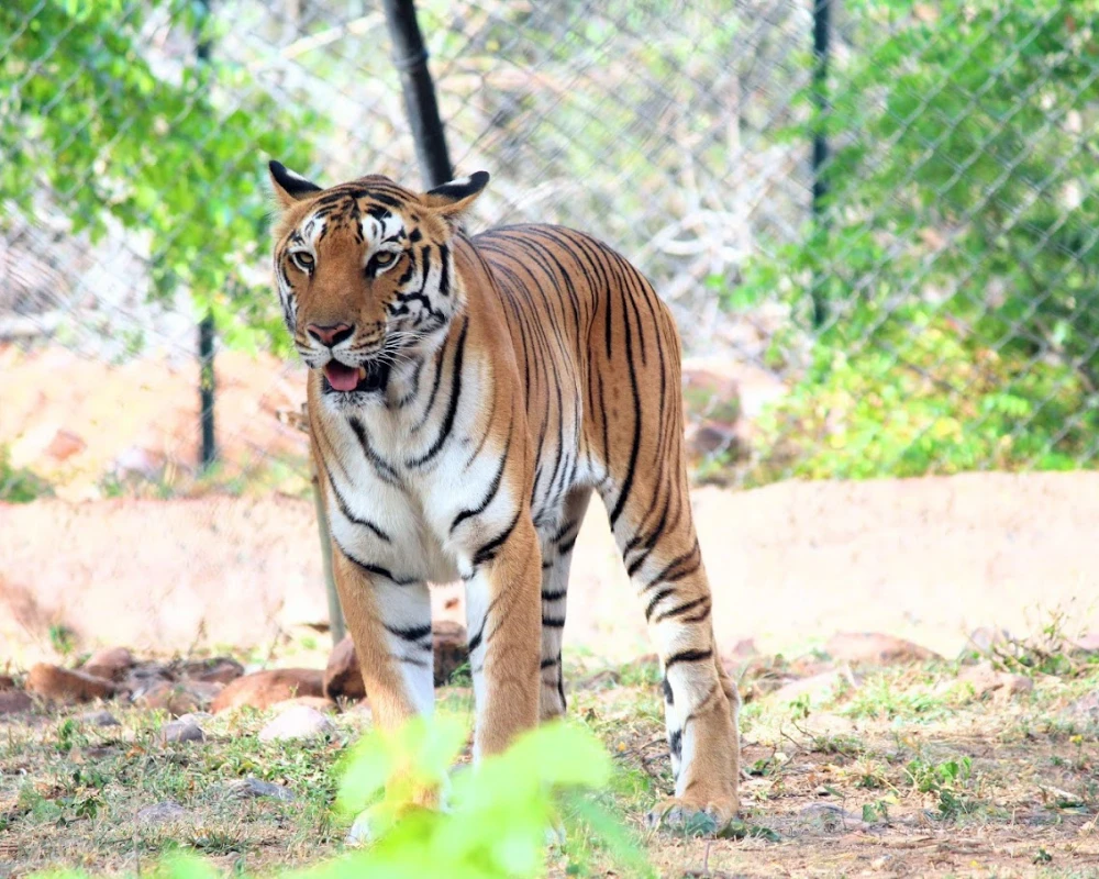 sri venkateshwara zoological park