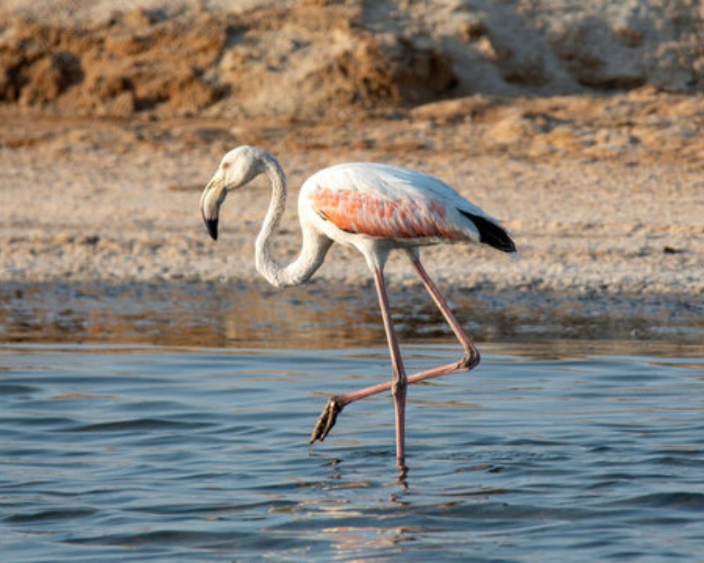 pulicate bird sanctuary