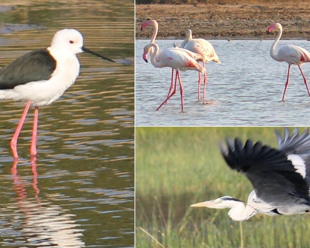 pulicate bird sanctuary